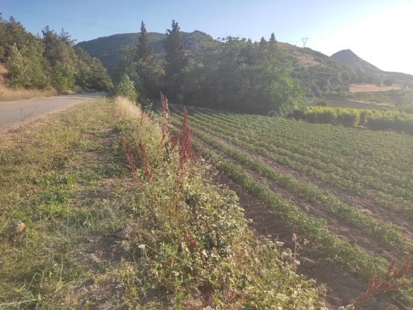 Akçapınar Mah-Akçapınar Köyü. Osmaneli Satılık Tarla |  3386M2 2.300.000Tl Resim-2