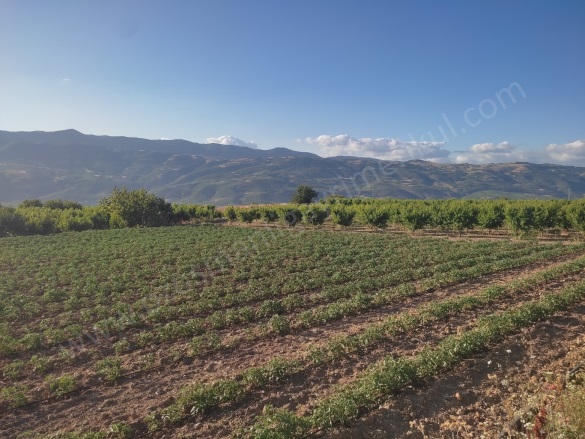 Akçapınar Mah-Akçapınar Köyü. Osmaneli Satılık Tarla |  3386M2 2.300.000Tl Resim-5