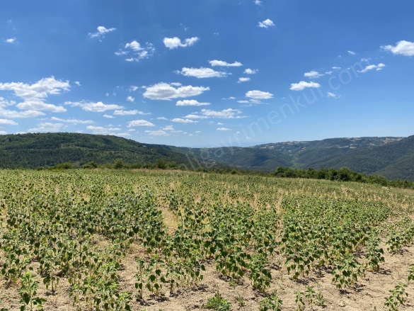 Balçıkhisar Köyü Osmaneli Satılık Tarla |  3328M2 1.050.000Tl Resim-1