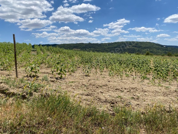 Balçıkhisar Köyü Osmaneli Satılık Tarla |  3328M2 1.050.000Tl Resim-3