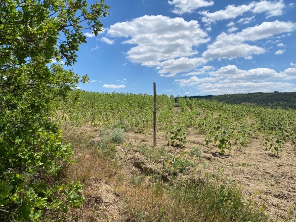 Balçıkhisar Köyü Osmaneli Satılık Tarla |  3328M2 1.050.000Tl Resim-5