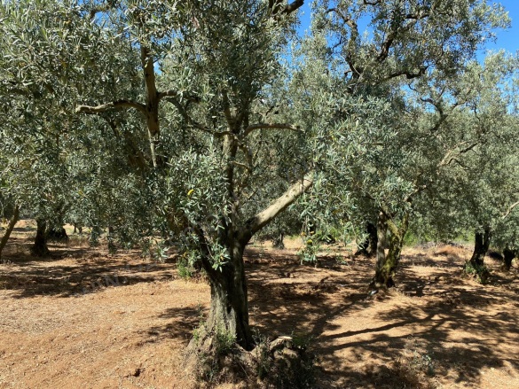 Karatekin Mah. İznik Satılık Tarla |  1750M2 2.250.000Tl Resim-2