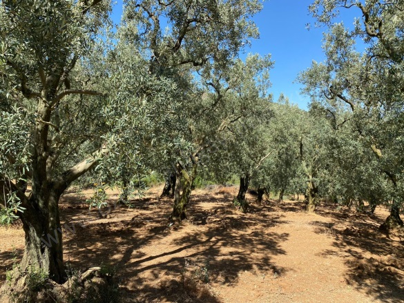 Karatekin Mah. İznik Satılık Tarla |  1750M2 2.250.000Tl Resim-3