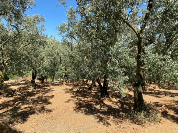 Karatekin Mah. İznik Satılık Tarla |  1750M2 2.250.000Tl Resim-4