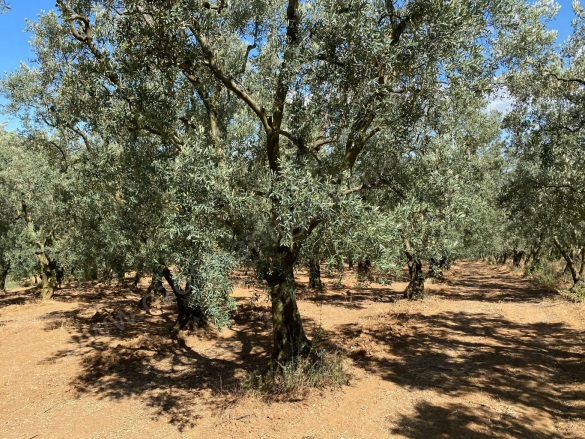 Karatekin Mah. İznik Satılık Tarla |  1750M2 2.250.000Tl Resim-5