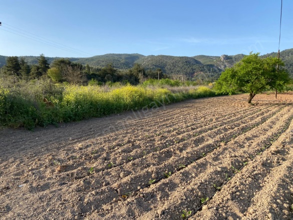 Camicedit Mah. Osmaneli Satılık Tarla |  1225M2 1.350.000Tl Resim-2