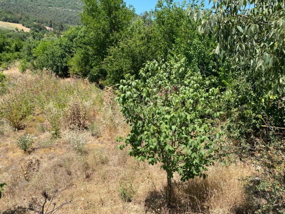 Avdan Köyü Osmaneli Satılık Tarla |  930M2 700.000Tl Resim-5