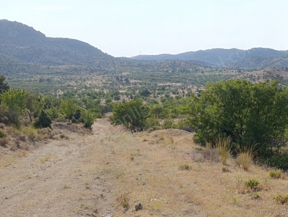 Hamitabat Köyü Söğüt Satılık Tarla |  2468M2 200.000Tl Resim-2