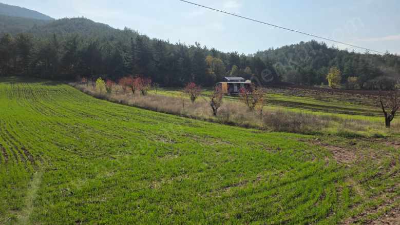 Gölpazarı Asfaltına Cepheli 800 M2 Yetişkin Kiraz Bahçesi Kaçmaz Satılık Bağ Dereli Köyü