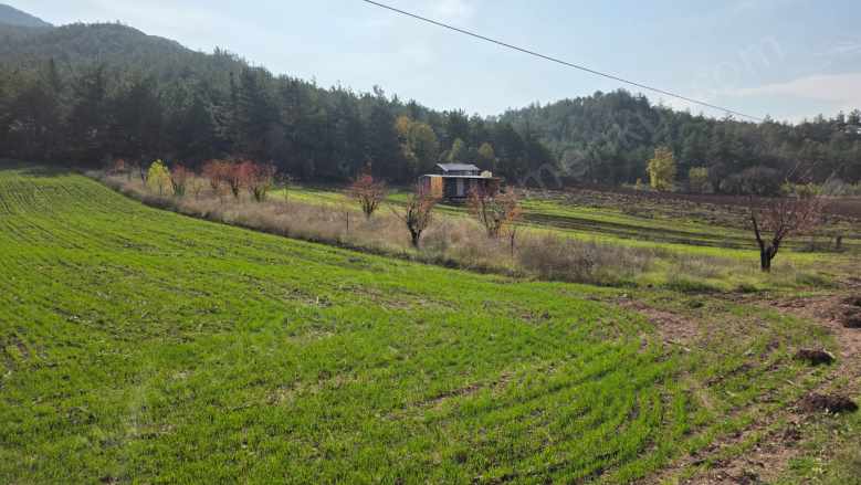 Gölpazarı Asfaltına Cepheli 800 M2 Yetişkin Kiraz Bahçesi Kaçmaz Satılık Bağ Dereli Köyü