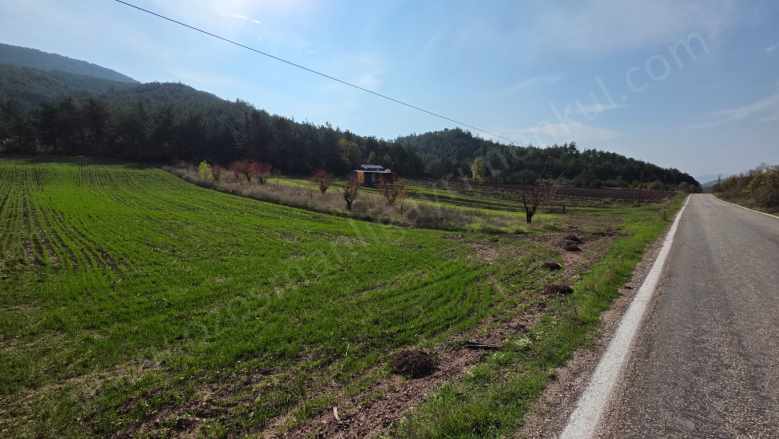 Gölpazarı Asfaltına Cepheli 800 M2 Yetişkin Kiraz Bahçesi Kaçmaz Satılık Bağ Dereli Köyü