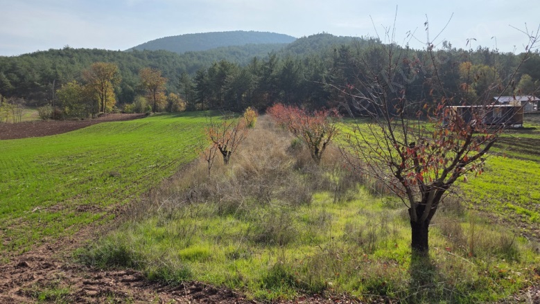 Dereli Köyü Gölpazarı Satılık Bağ |  800M2 800.000Tl Resim-5