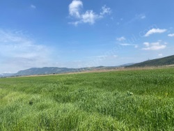 Gölpazarı Kurşunlu Köyü Satılık Tarla 1000 M2