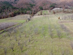 Osmaneli Oğulpaşa Mah-Oğulpaşa Köyü. Satılık Tarla 7245 M2