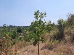 Osmaneli Balçıkhisar Köyü Satılık Tarla 4752 M2