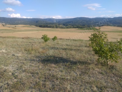 34 Dönüm Yatırımlık Ceviz Bahçesi Satılık Tarla Yenipazar Osmangazi Mah