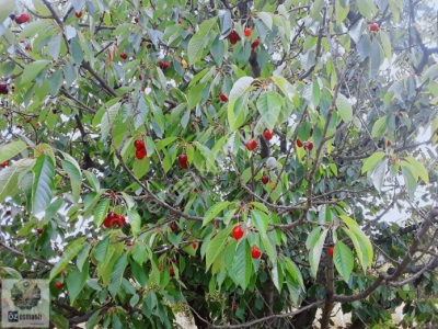 Bilecik Gölpazarı Çımışkı Köyünde 9 740 M2 Kiraz Bahçesi Satılık Bağ