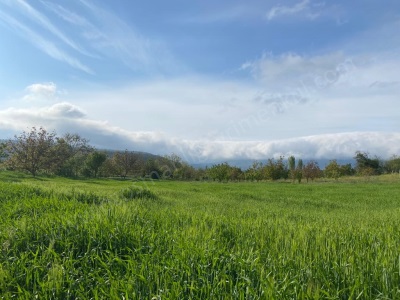 Gölpazarı Arıcaklar Köyünde 7712 M2 Satılık Tarla