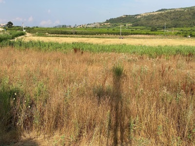 İznik Osmaneli Yoluna Yakın 11 Dönüm Satılık Arazi Bahçe Sarıyazı Mah-Sarıyazı Köyü