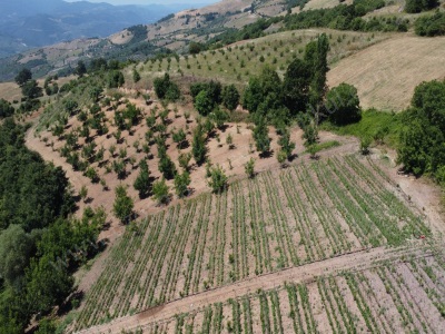 Oğulpaşada 4 300 M2 Satılık Tarla Tarım Arazısı Merkez Abadiye Köyü
