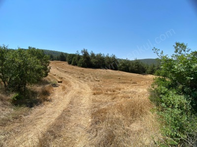 Medetli Köyüne 1 5 Km Mesafede 536 M2 Satılık Tarla Yatırım Arazisi Osmaneli