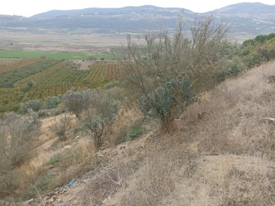 Osmaneli Oğulpaşa Köyü Yeşilçimen Mah 4530M2 Zeytinlik Satılık Bağ Mah-Oğulpaşa