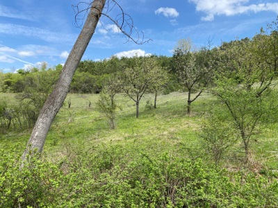 Taşcıahiler Köyünde 3600 M2 Değerinin Altında Acil Satılık Tarla Gölpazarı Taşçıahiler Mah-Taşçıahiler Köyü