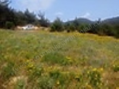 Kavak Köyünde 3500 M2 Yolu Olan Satılık Tarla Gölpazarı Akçakavak Köyü