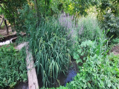 Doğa İçerisinde Yanından Su Akan 1229 M2 Satılık Tarla Merkez Köprülü Mehmet Paşa Mah-Vezirhan