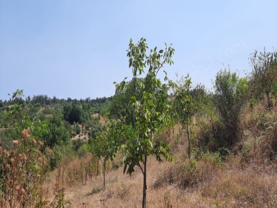 Köye Yakın 4752 M2 Satılık Tarla Arazi Osmaneli Balçıkhisar Köyü