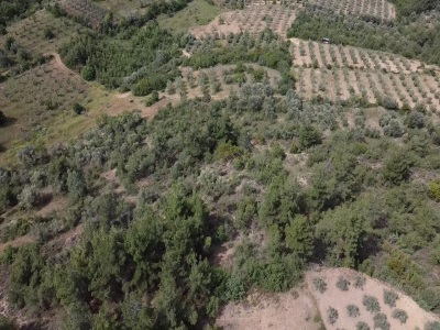 Balçıkhisar Köyünde 1 163 M2 Satılık Tarla Osmaneli