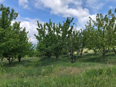 9 Dönüm Kirazlık Resmi Yollu İmarlı Satılık Arazi Osmaneli Balçıkhisar Köyü