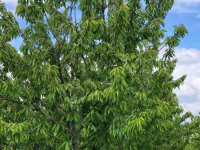 Terrain For Sale in  Turkey, Bilecik, Osmaneli, Balcikhisar Koyu , 9089 m2