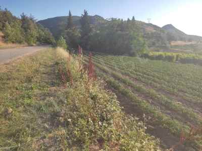 Ackerland Kaufen In  Türkei, Bilecik, Osmaneli, Akcapinar Str.-Akcapinar Koyu. , 3386 m2