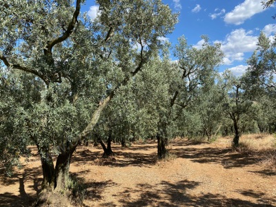 İznik Karatekin Köyünde Satılık Tarla Yetişkin Zeytin Bahçesi Mah