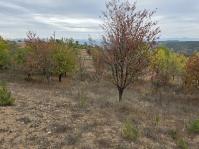 Köyün Yanında 1 5 Dönüm Kaçırılmayacak Hobi Bahçesi Satılık Tarla Osmaneli Balçıkhisar Köyü