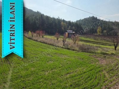 Gölpazarı Asfaltına Cepheli 800 M2 Yetişkin Kiraz Bahçesi Kaçmaz Satılık Bağ Dereli Köyü