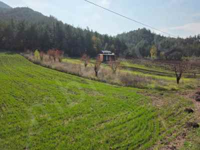  For Sale in  Turkey, Bilecik, Golpazari, Dereli Koyu , 800 m2