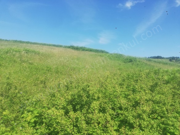 Selametli Mah. Kandıra Satılık Tarla |  8876M2 5.250.000Tl Resim-2