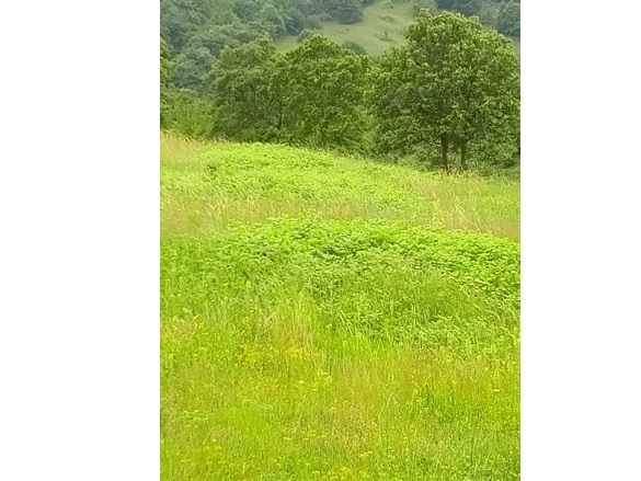 Selametli Mah. Kandıra Satılık Tarla |  8876M2 5.250.000Tl Resim-3