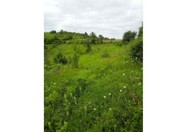 Selametli Mah. Kandıra Satılık Tarla |  8876M2 4.750.000Tl Resim-4