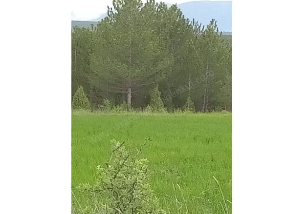 Kırık Köyü Domaniç Satılık Tarla |  14720M2 2.250.000Tl İmarlı  Resim-2