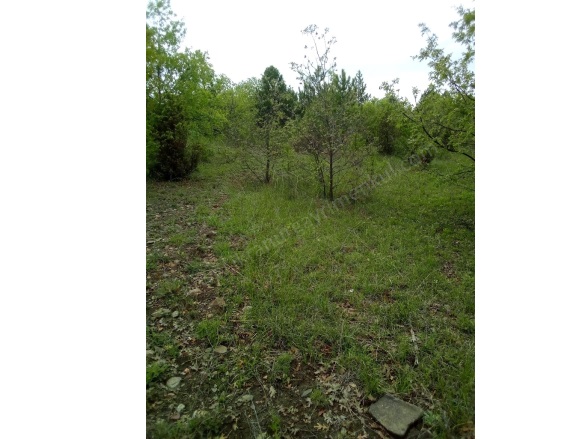 Kırık Köyü Domaniç Satılık Tarla |  20937M2 855.000Tl Resim-1