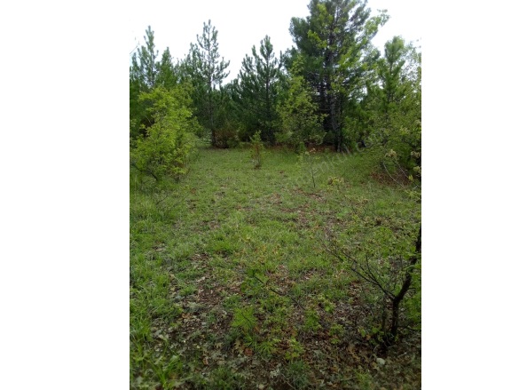 Kırık Köyü Domaniç Satılık Tarla |  20937M2 1.250.000Tl Resim-2