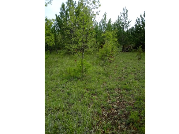 Kırık Köyü Domaniç Satılık Tarla |  20937M2 1.250.000Tl Resim-3