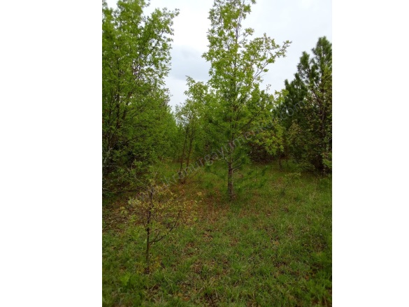 Kırık Köyü Domaniç Satılık Tarla |  20937M2 855.000Tl Resim-4