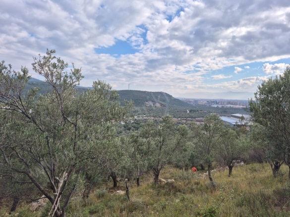 Yolören Mah. Edremit Satılık Zeytinlik |  1453M2 3.750.000Tl Resim-2