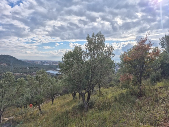 Yolören Mah. Edremit Satılık Zeytinlik |  1453M2 3.750.000Tl Resim-3