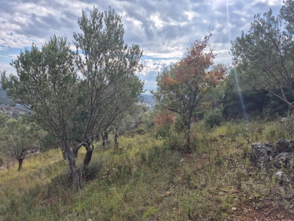 Yolören Mah. Edremit Satılık Zeytinlik |  1453M2 3.750.000Tl Resim-4