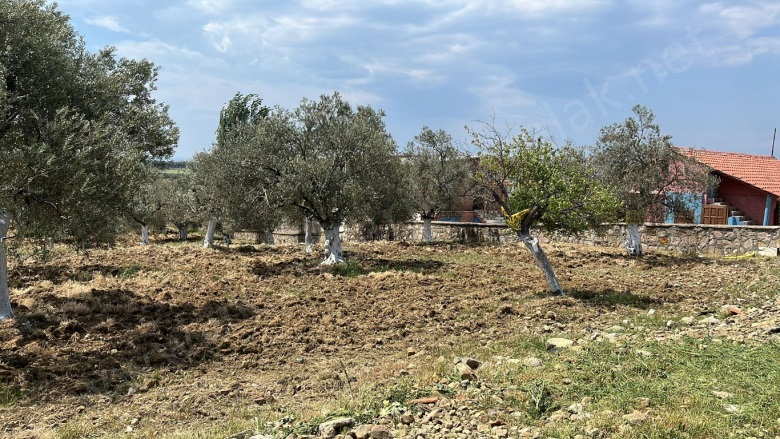 Karaağaç Mah. Gömeç Satılık Zeytinlik |  5331M2 21.000.000Tl Resim-1